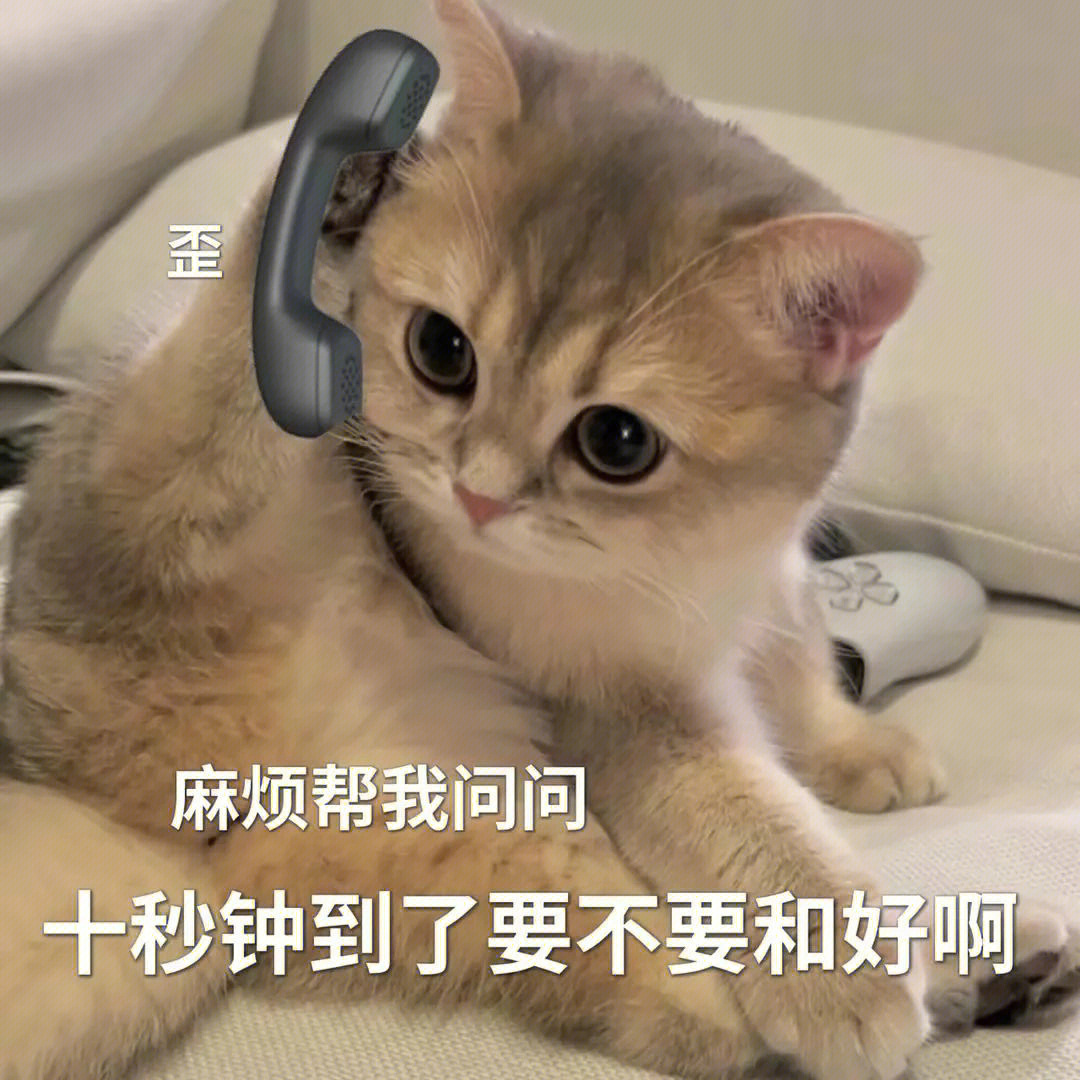 猫咪表情包