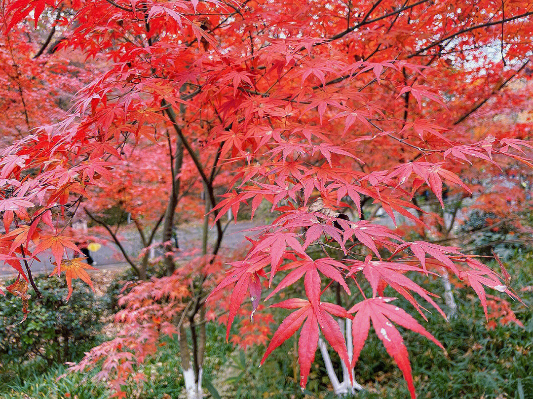 秋天枫叶红啦