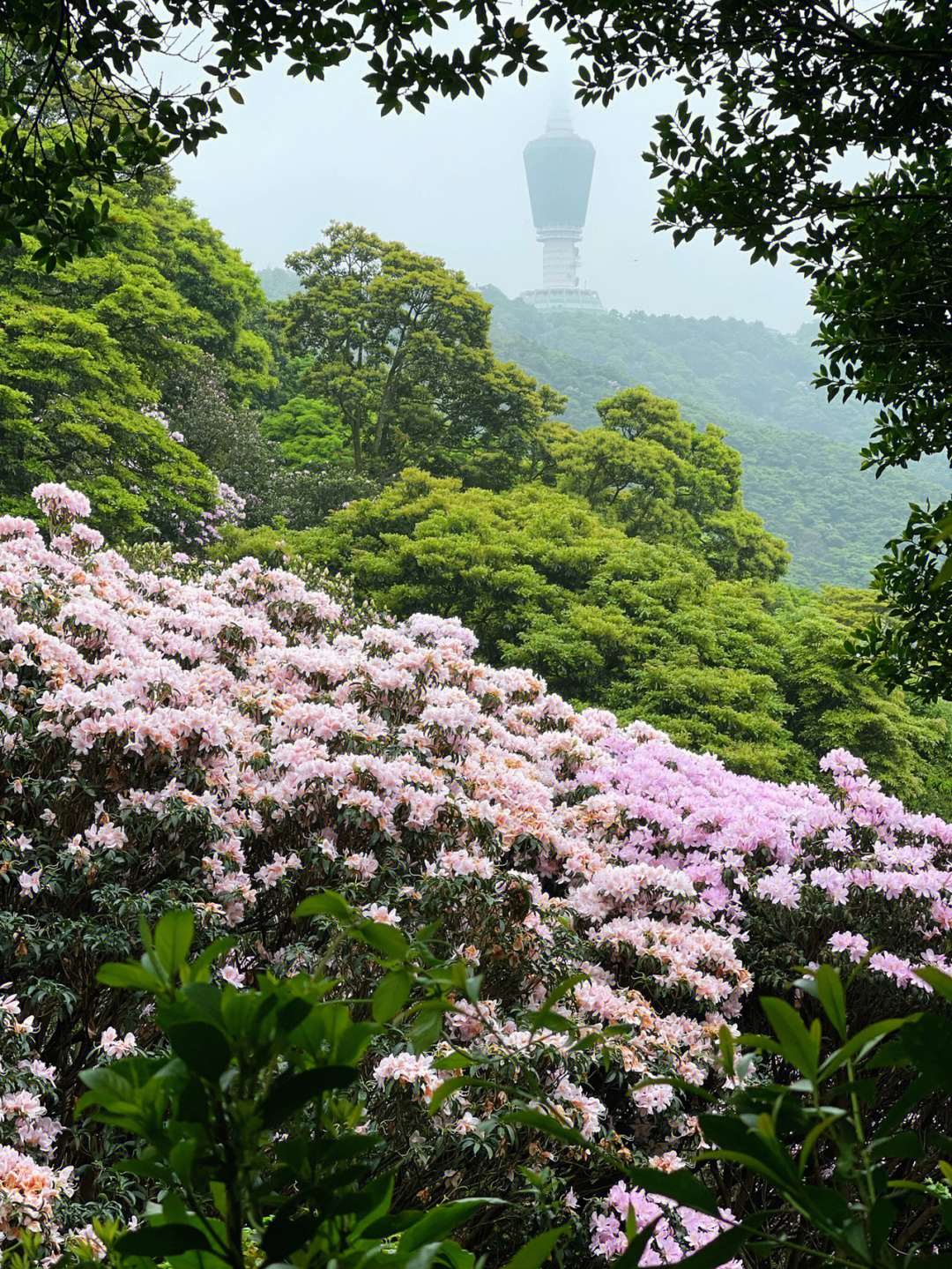 深圳梧桐山#杜鹃#高山杜鹃#登山#徒步线路#徒步