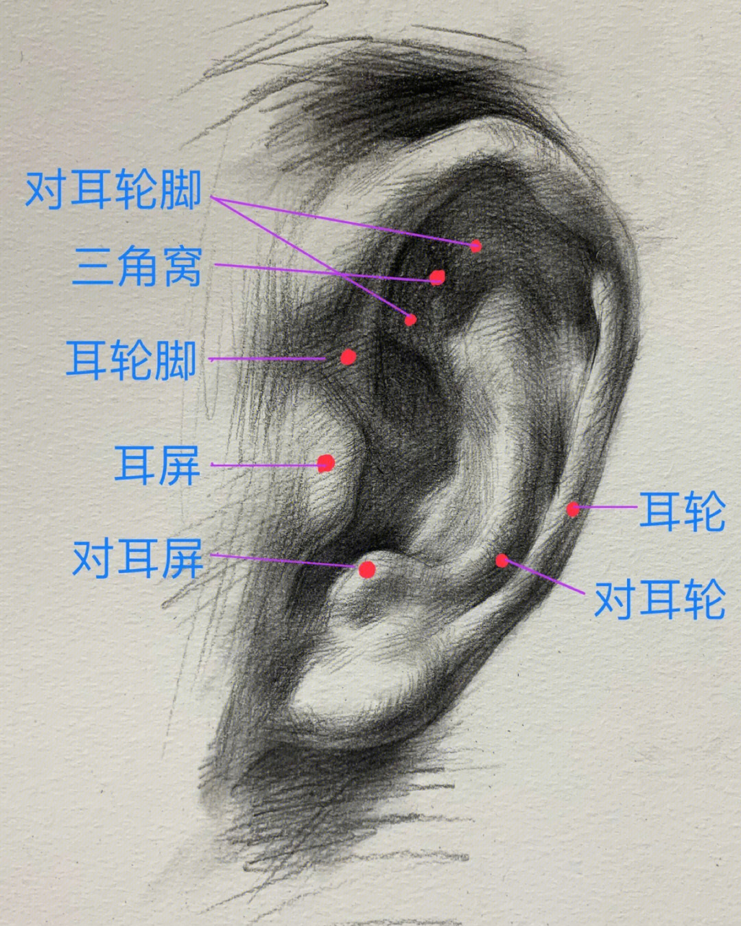 耳朵的结构穿插相对复杂,表现前要仔细观察理解.2.