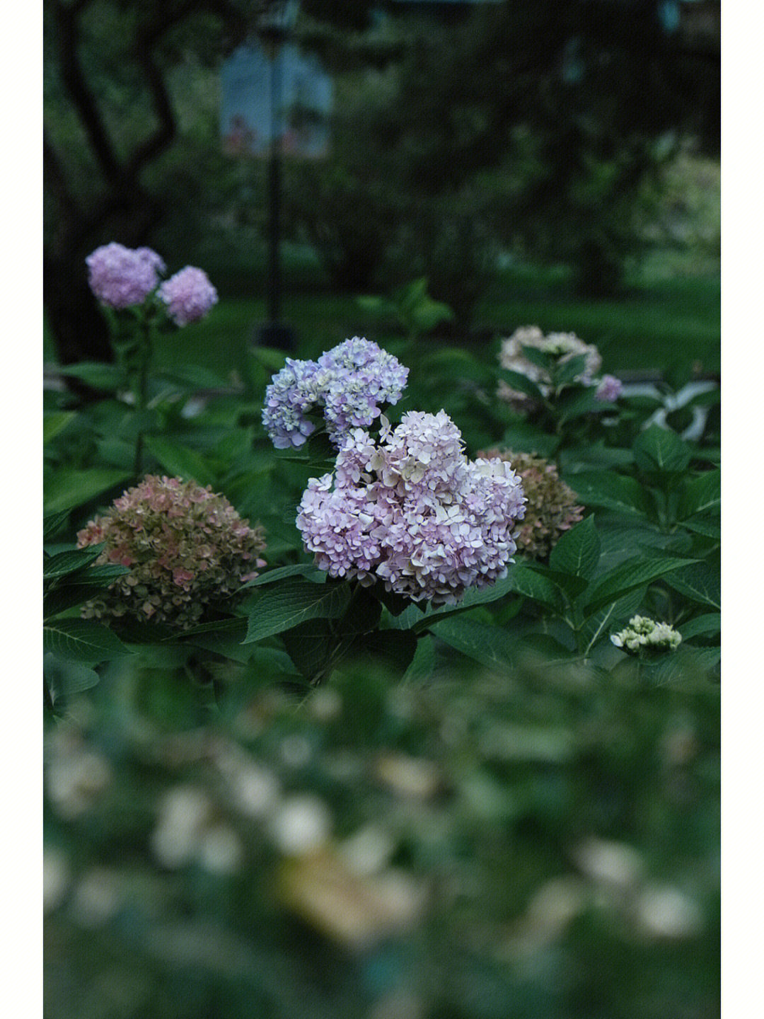 夏末公园的死角正式版图片