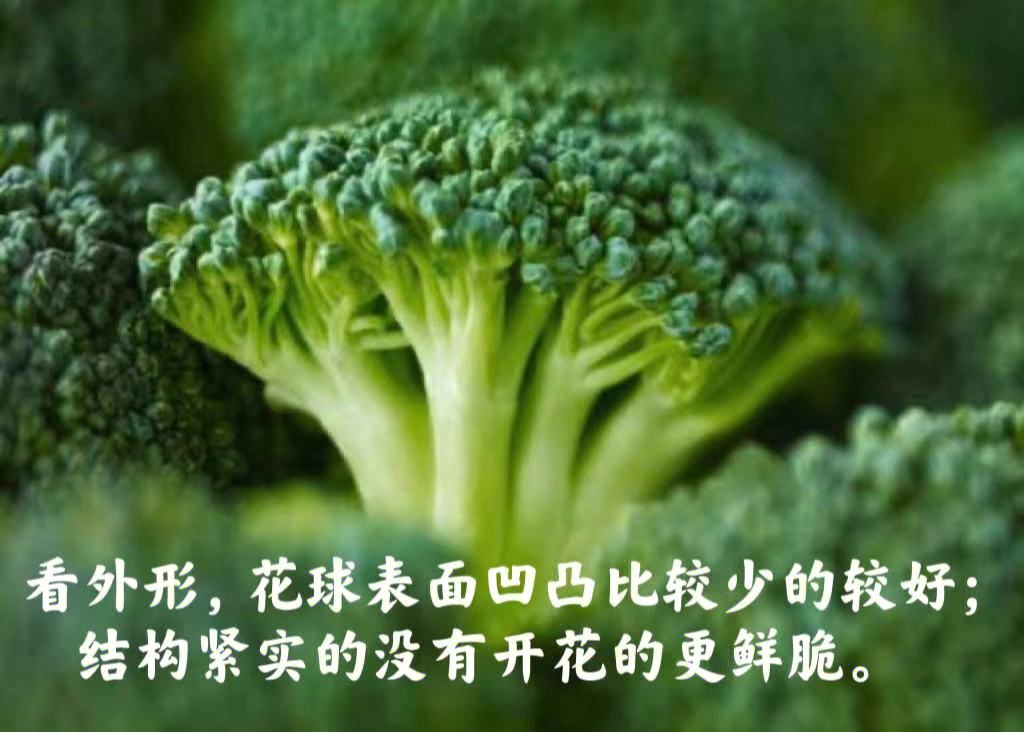 西兰花结构图片