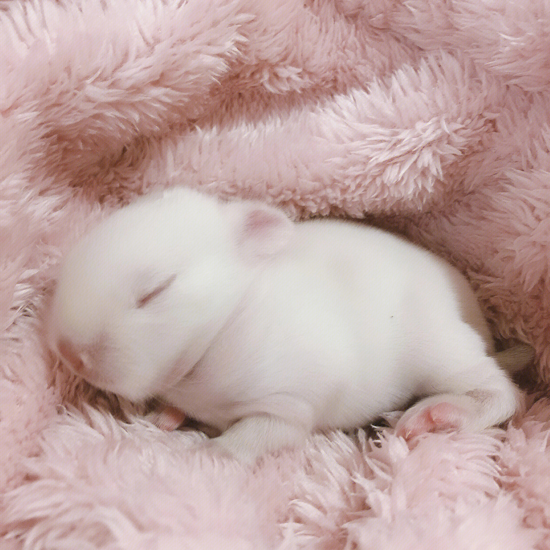 兔子出生5天的图片图片