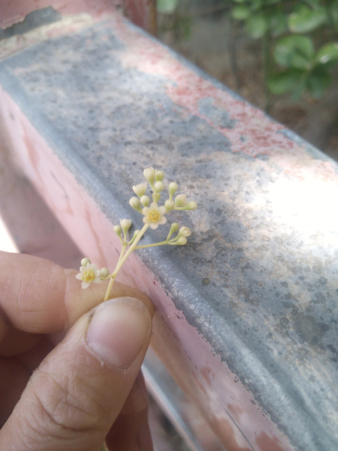 香樟树开花了好香呀