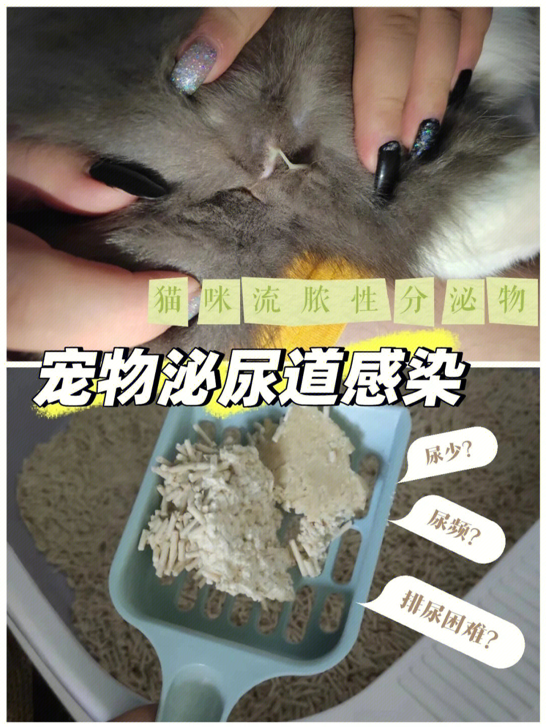 猫咪屁屁流白色液体(泌尿道感染?