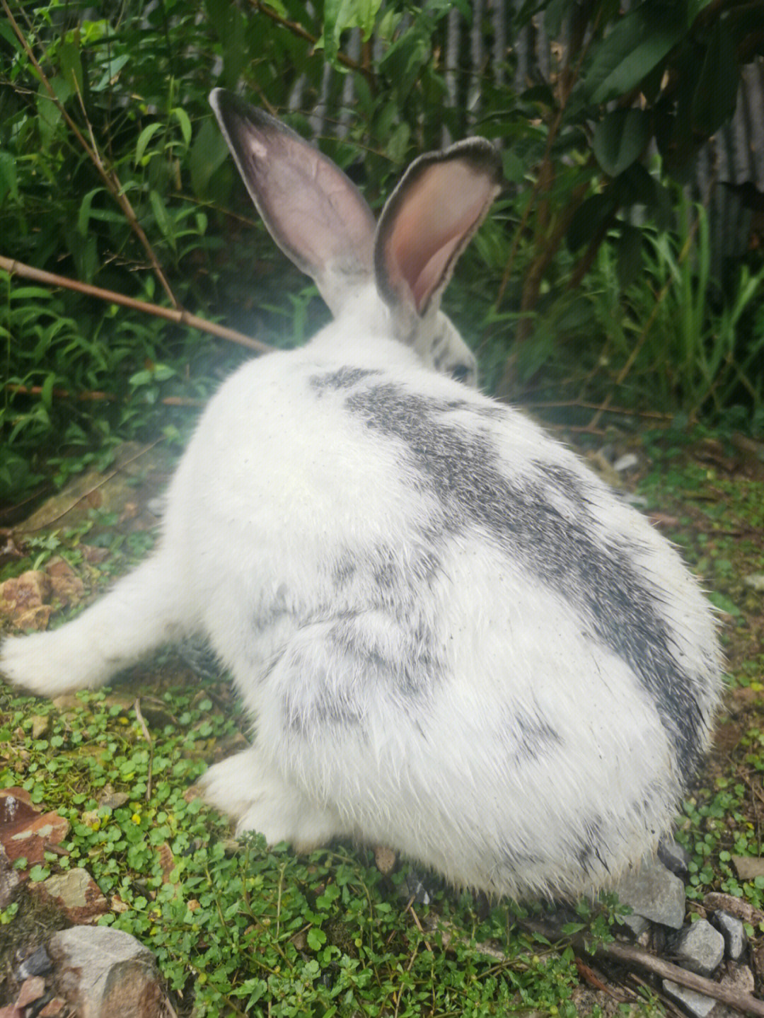 一只肥兔兔
