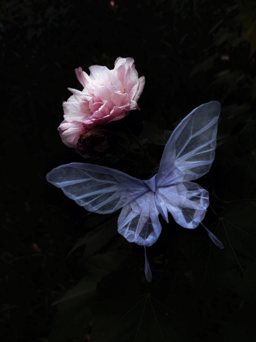蝴蝶精灵英语图片