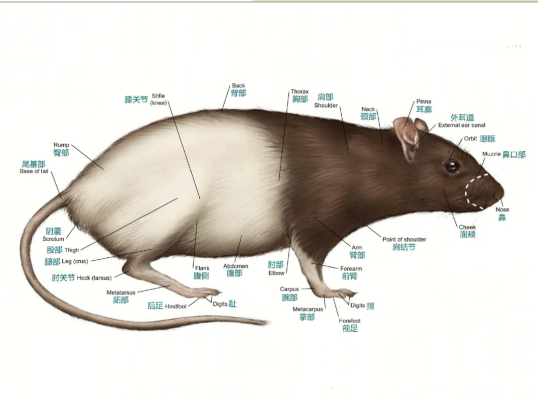 花枝鼠最长寿命图片