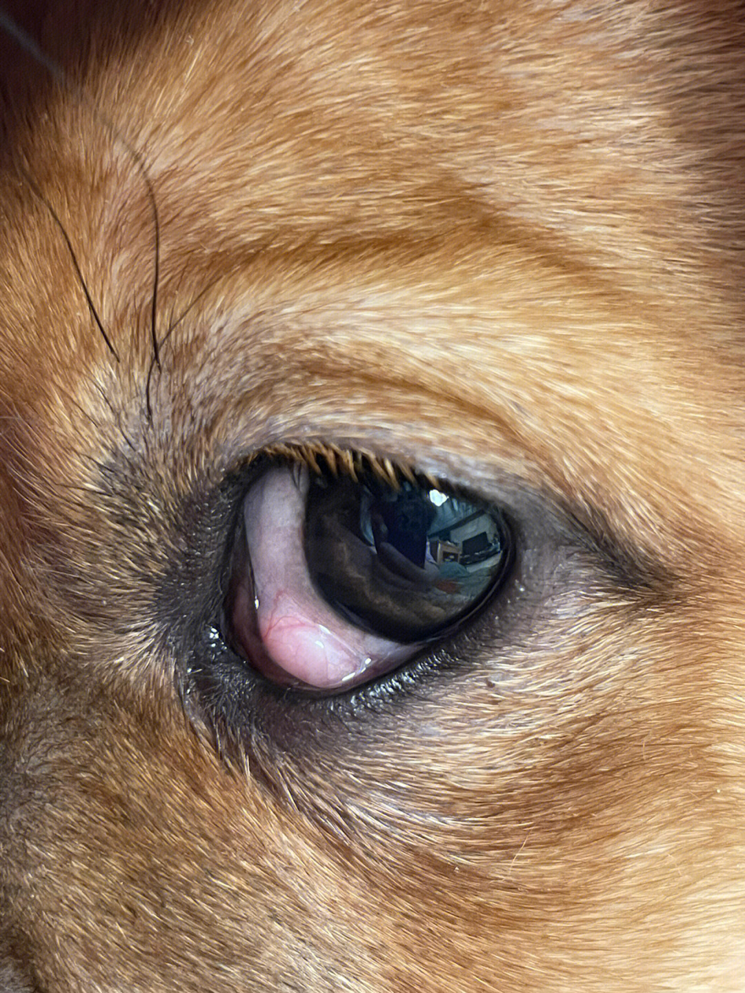 2个多月的田园犬得了第三眼睑增生
