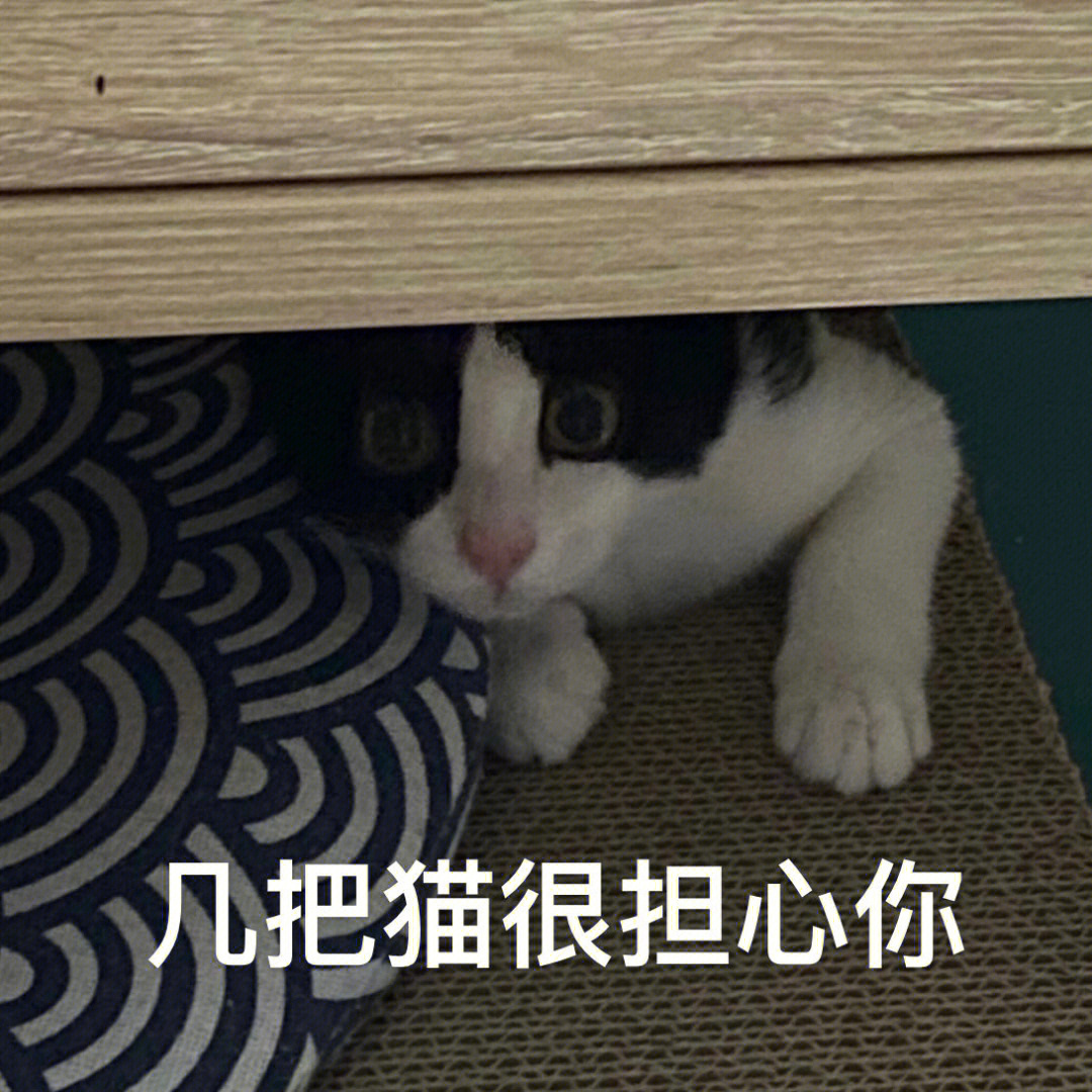 几把猫很担心你表情包图片