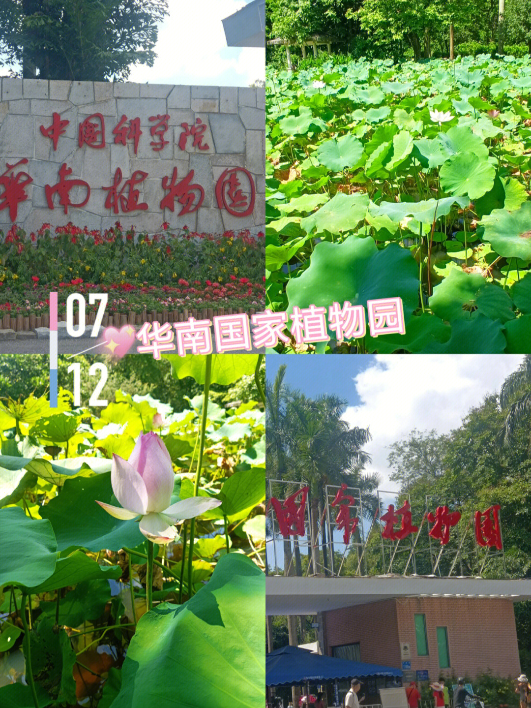 打开有机新生活#国家植物园#植物园#降温#华南植物园#日常