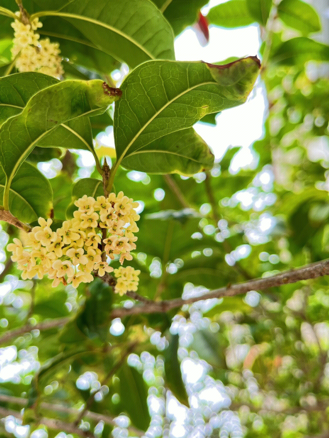 院子里的桂花开啦