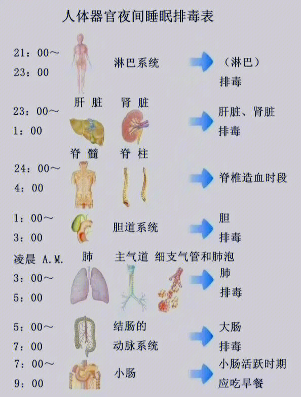 人体器官工作时间表图片