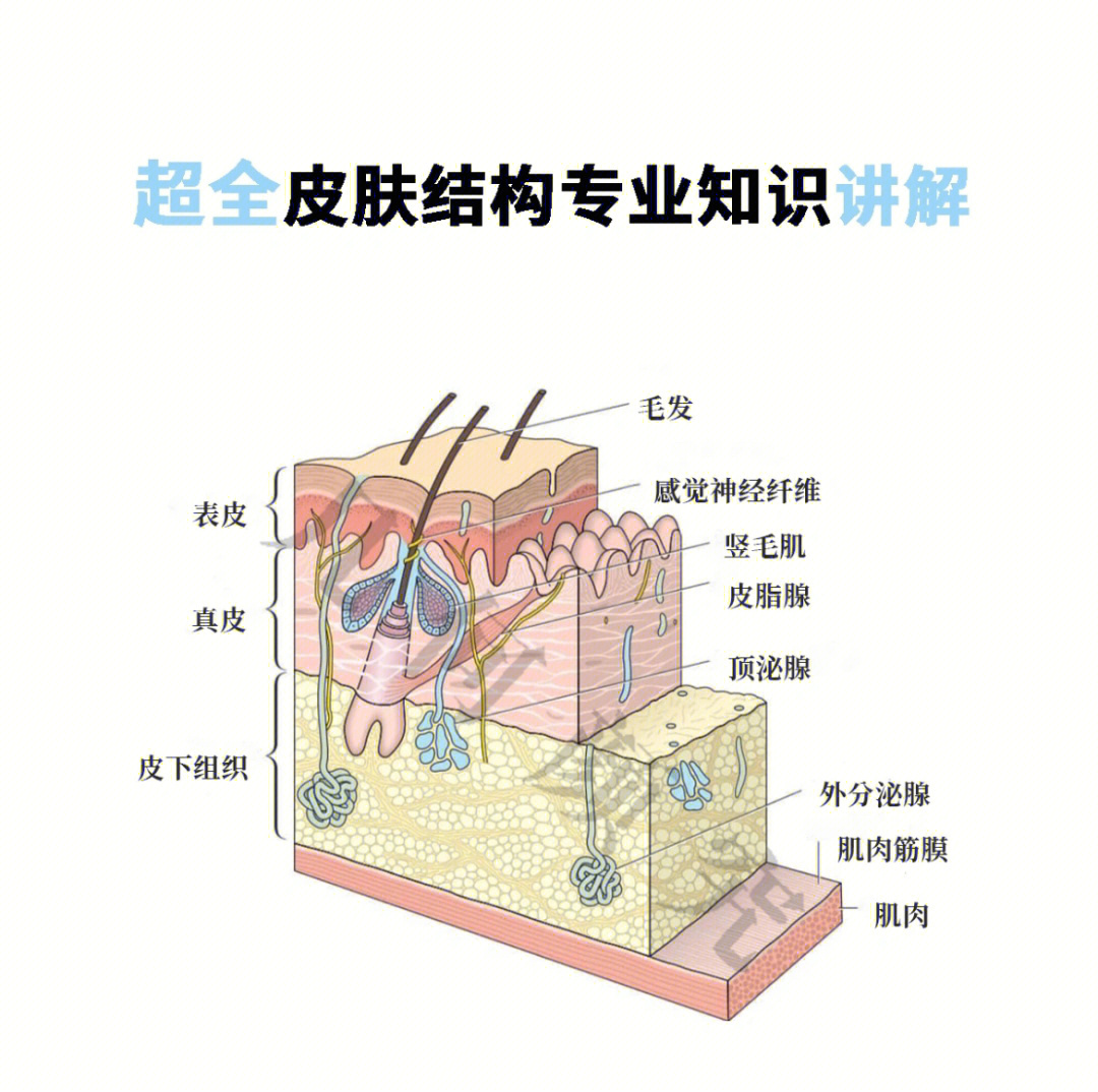 超全皮肤结构专业知识讲解,带你扫盲!