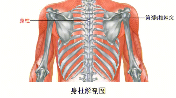 第九胸椎定位图图片