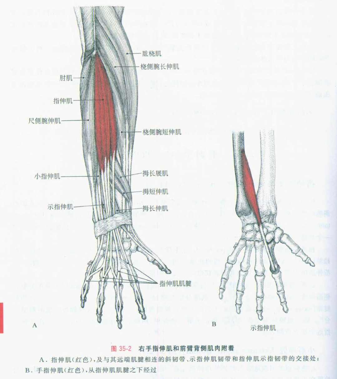 食指肌腱解剖图片