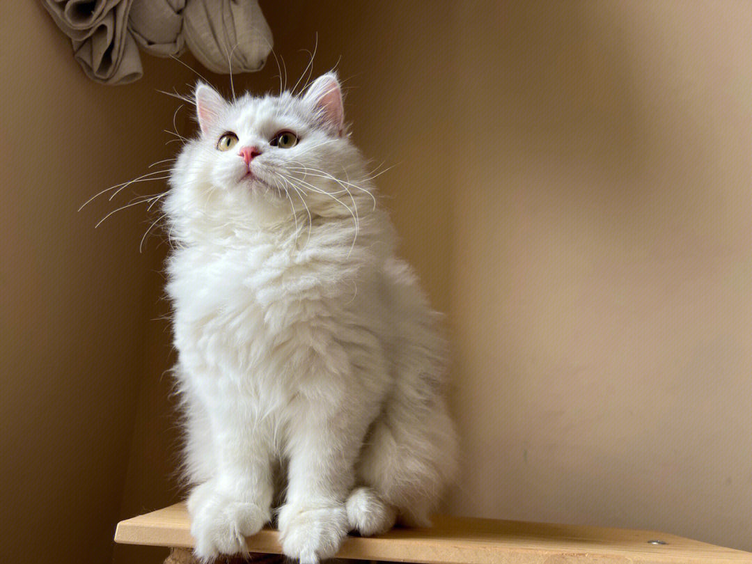 银白高地猫价位图片