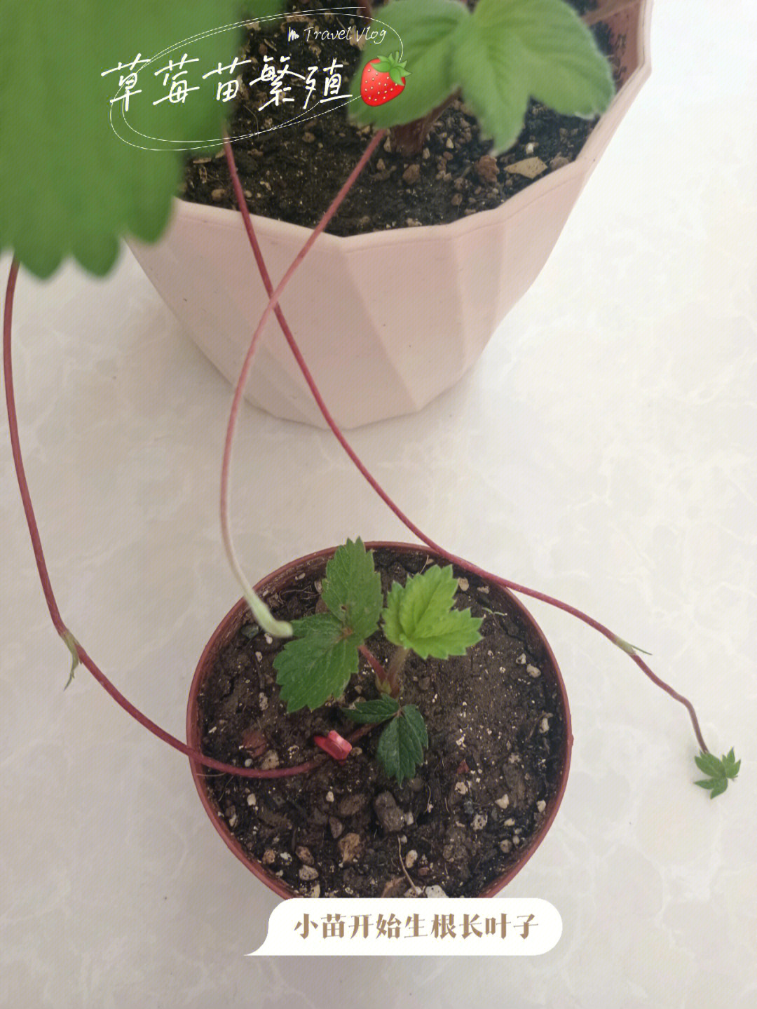 草莓苗繁殖匍匐茎接小苗