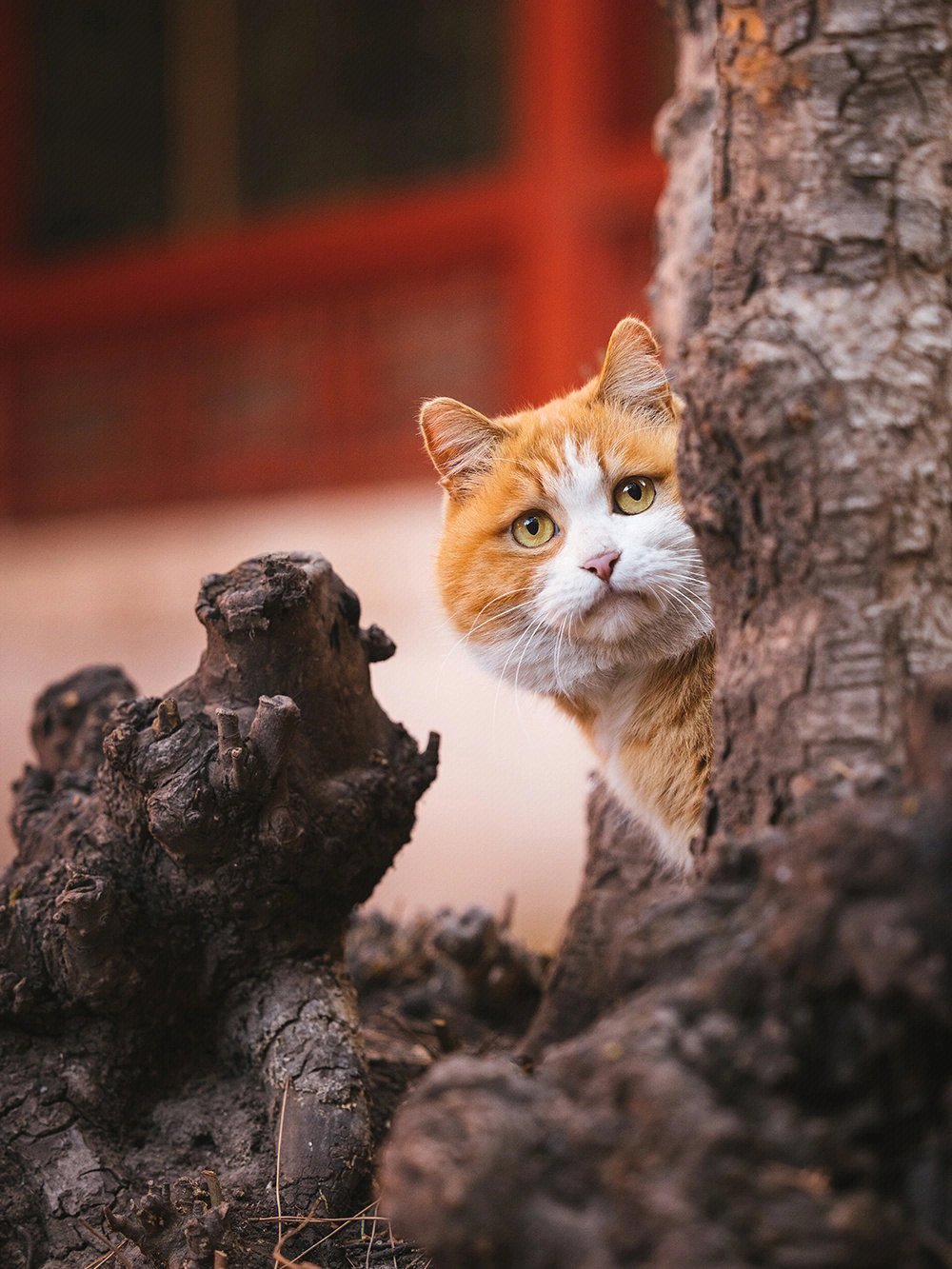 故宫的猫帕帕