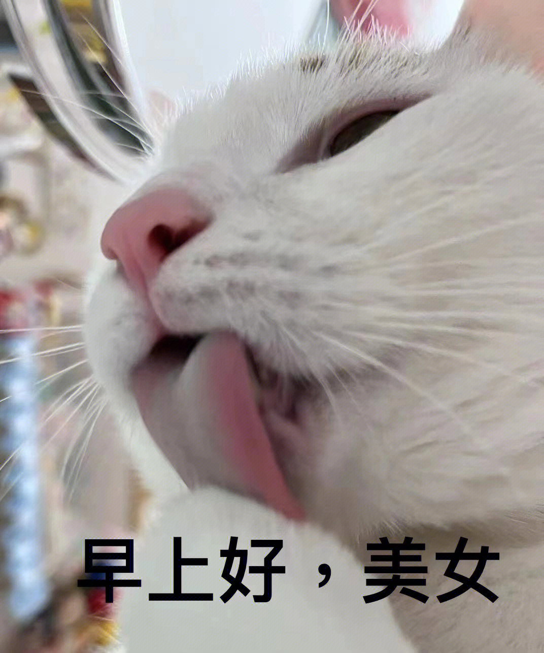 早上好表情包 猫咪图片