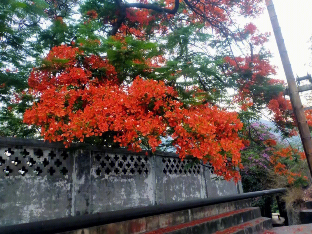 攀枝花凤凰花开