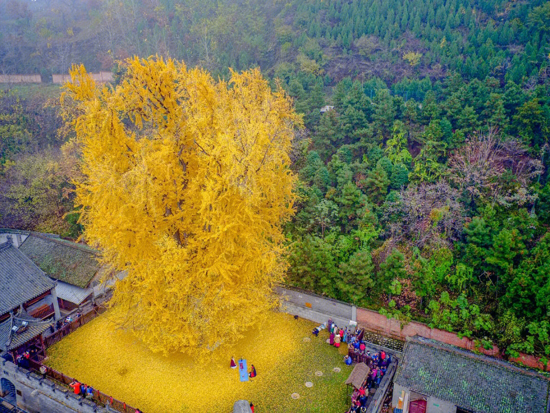 观音禅寺银杏树图片