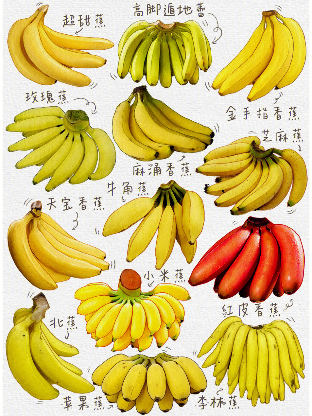 最好吃的香蕉种类有哪些如何区分香蕉的口感