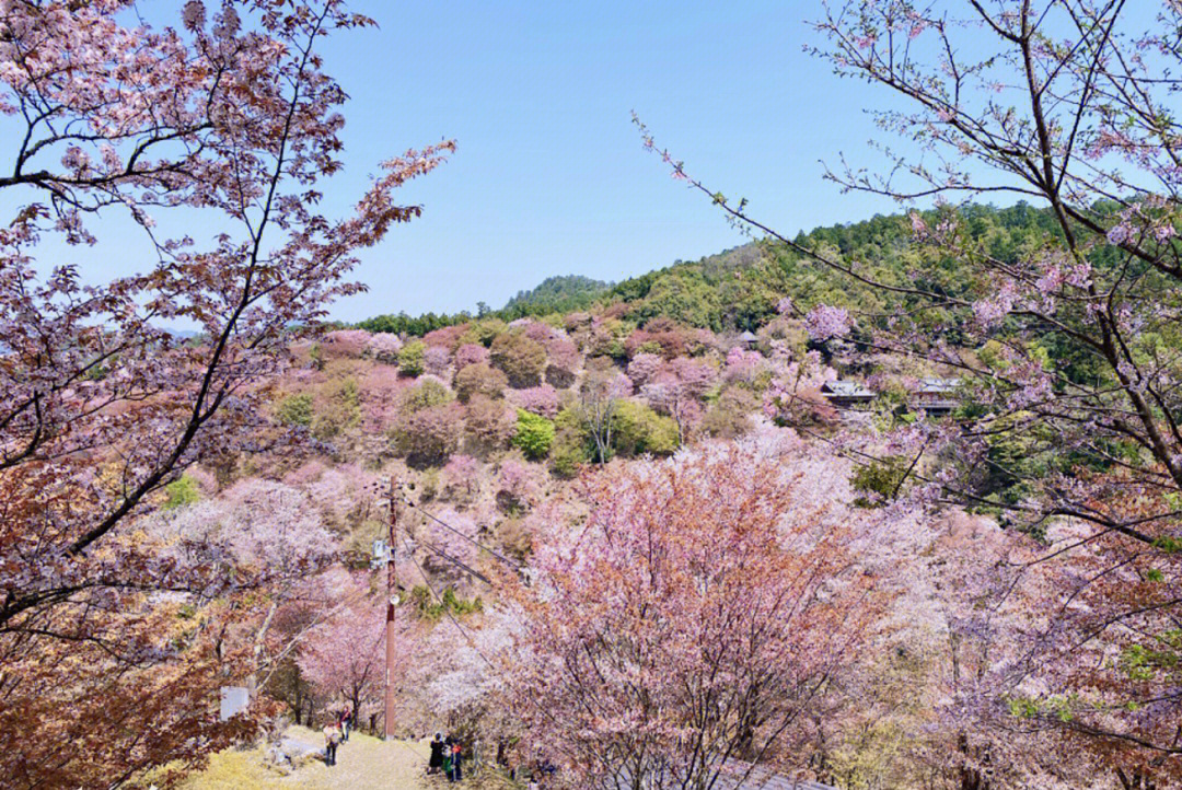 吉野山的樱花