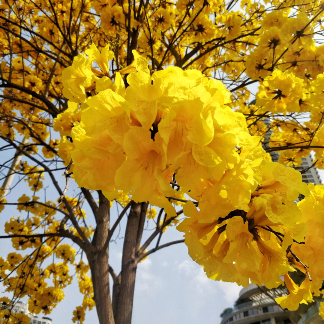 黄花风铃木说说图片