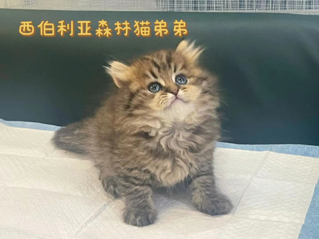 西伯利亚森林猫低敏性图片