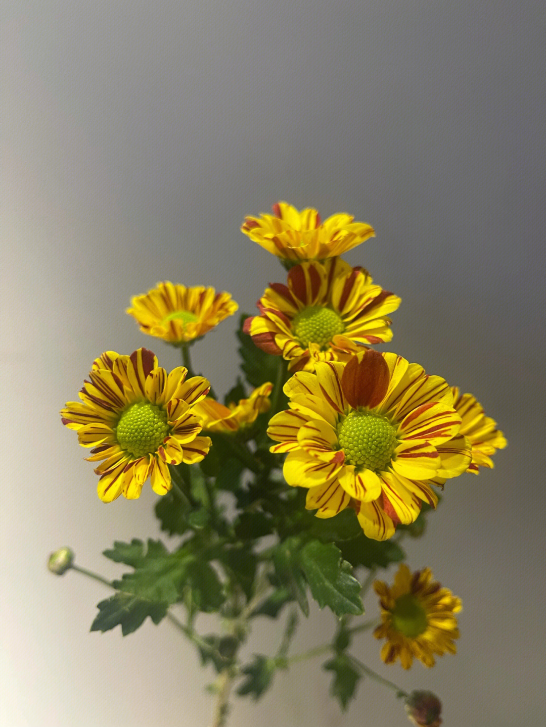斑纹小菊的花语图片