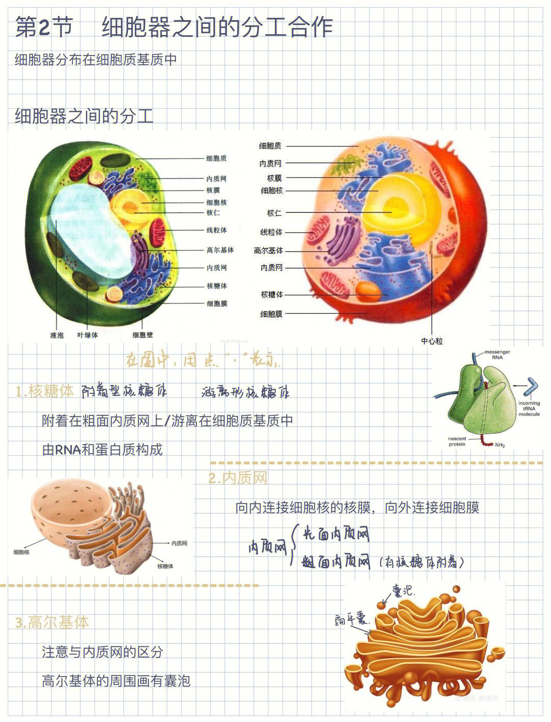 第3章   细胞的基本结构第2节   细胞器之间的分工合作