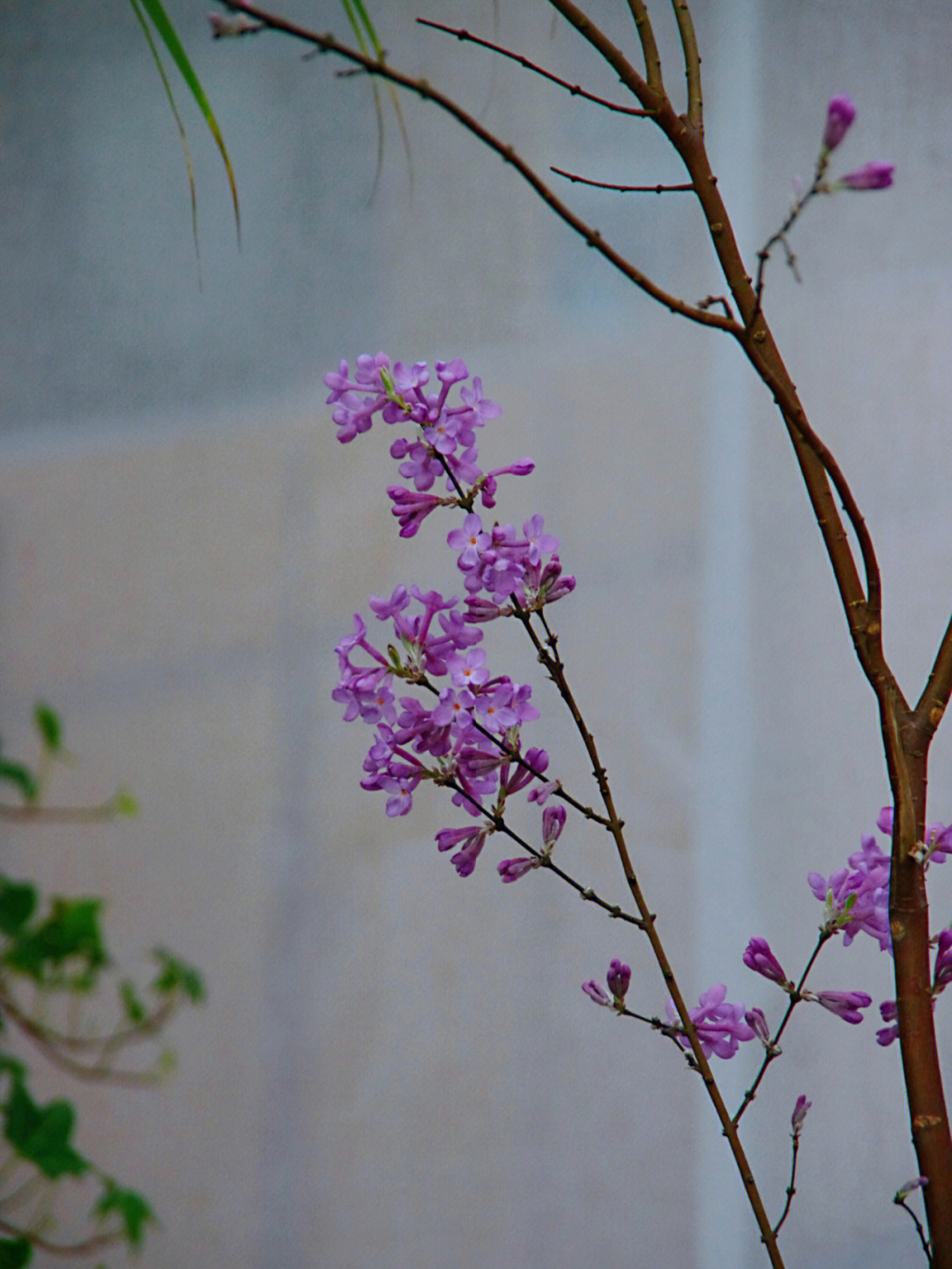 芫花花语图片