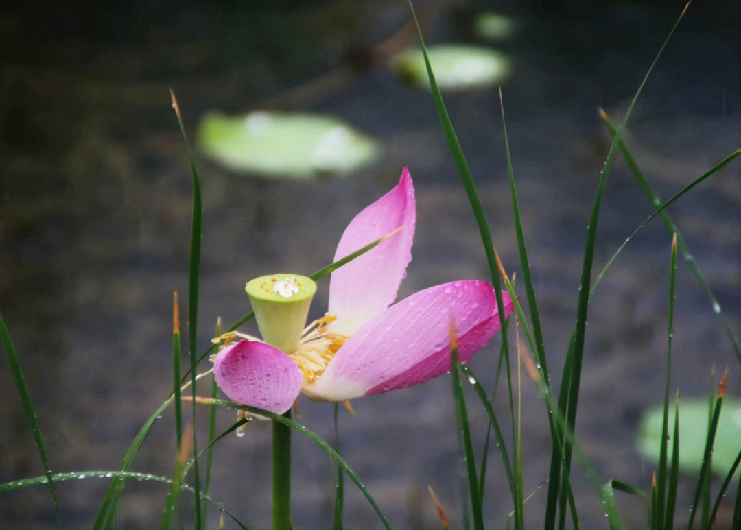 芙蓉仙子