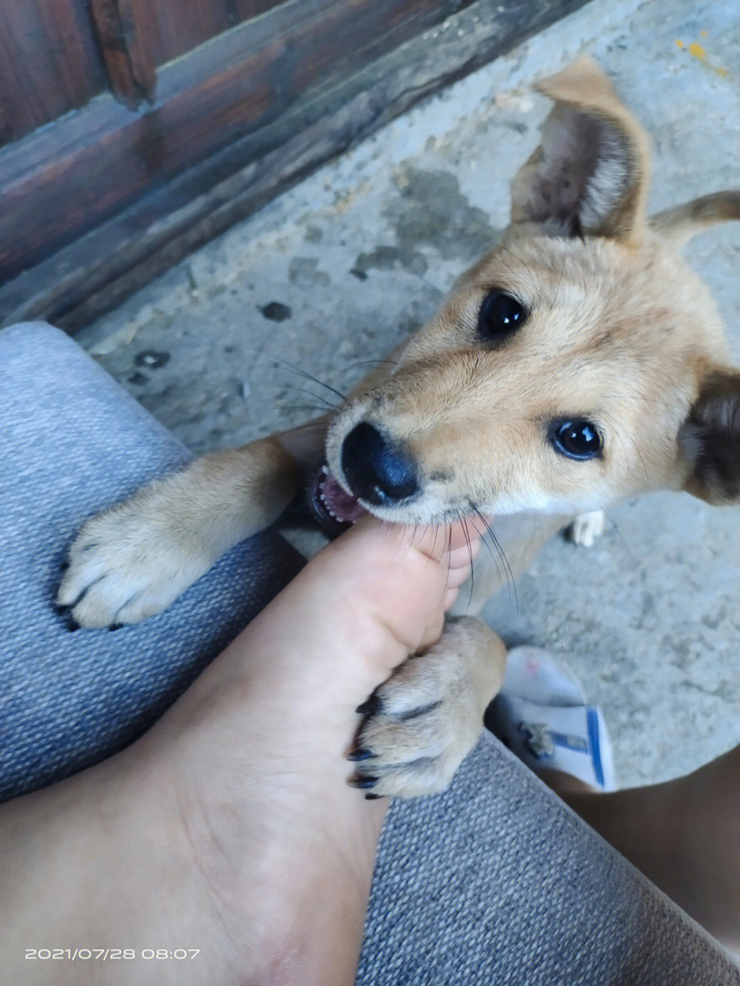 土狗小时候对比图片