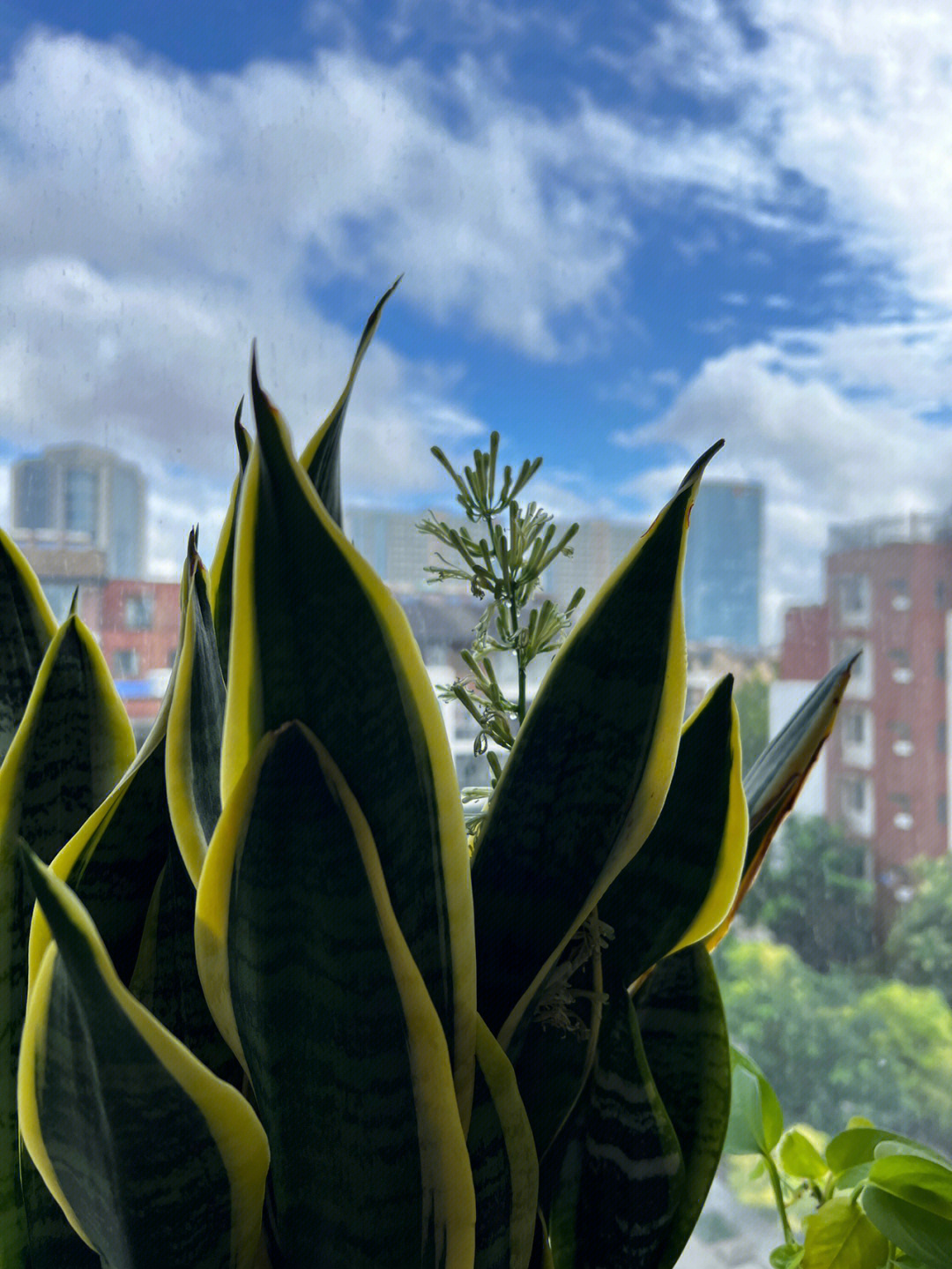 雨后清晨昼风图片