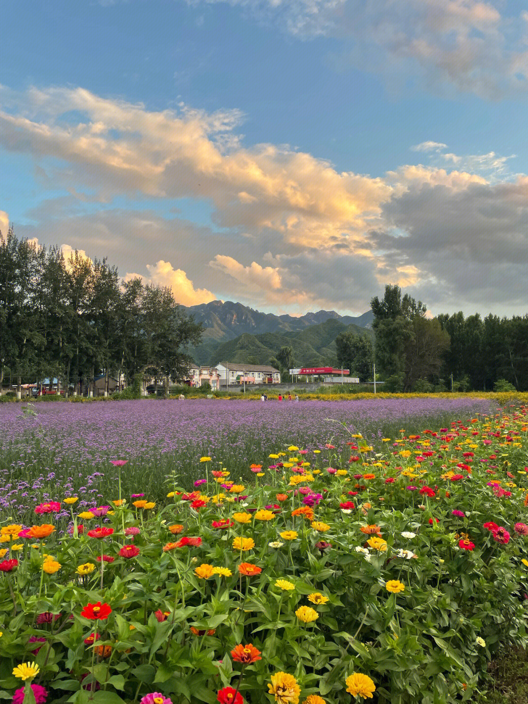 延庆四季花海几月开花图片