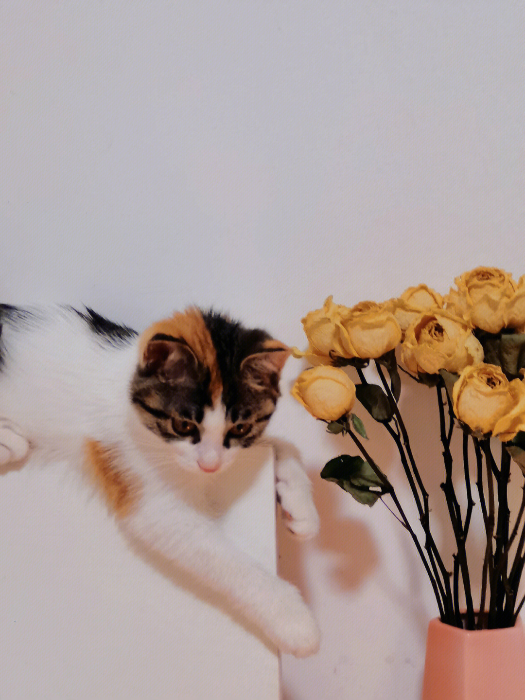 猫咪的玫瑰剧透图片