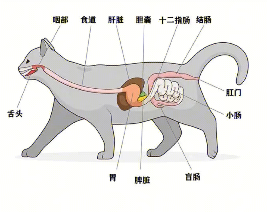 猫咪是肉食动物,猫咪消化道很短,这与草食动物有很大的不同,猫咪身体