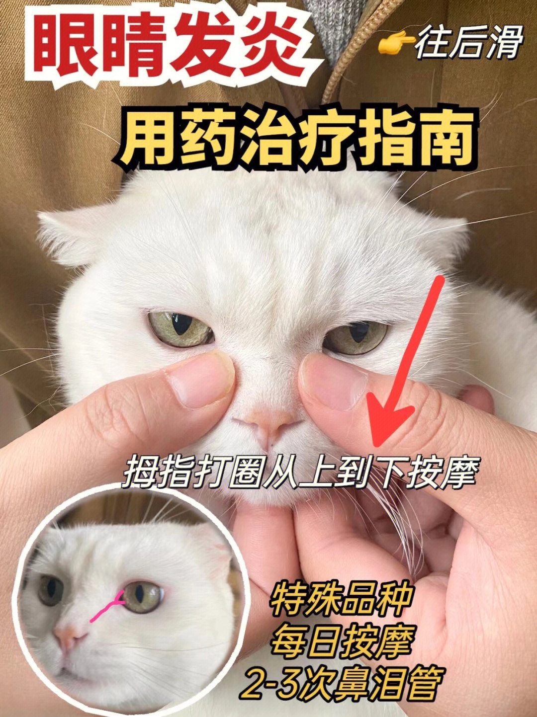 猫咪结膜炎怎么治疗图片