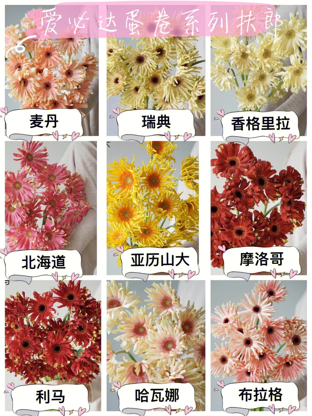 非洲菊品种名称图片