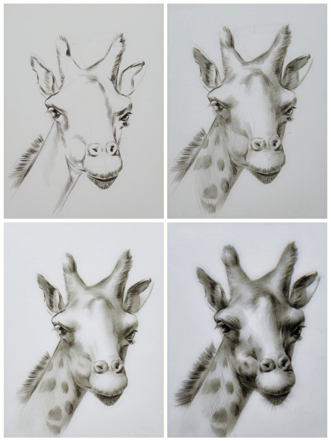 长颈鹿素描画图片