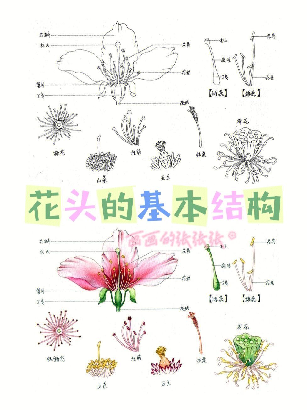 花苞头步骤图片