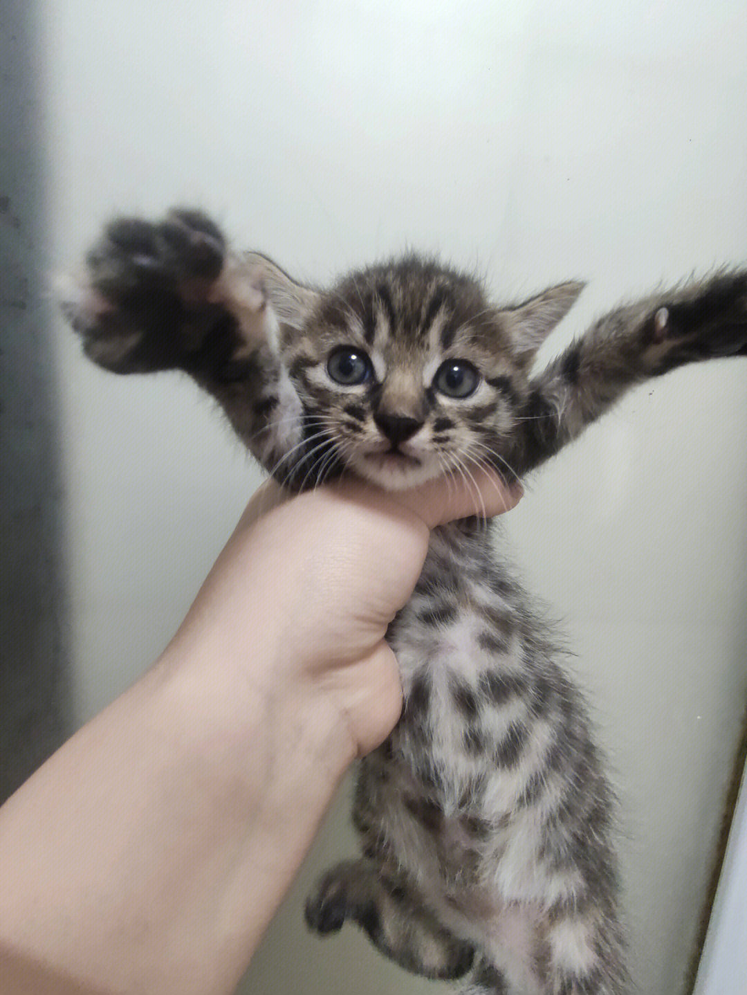 狸花猫幼崽眼睛的颜色图片