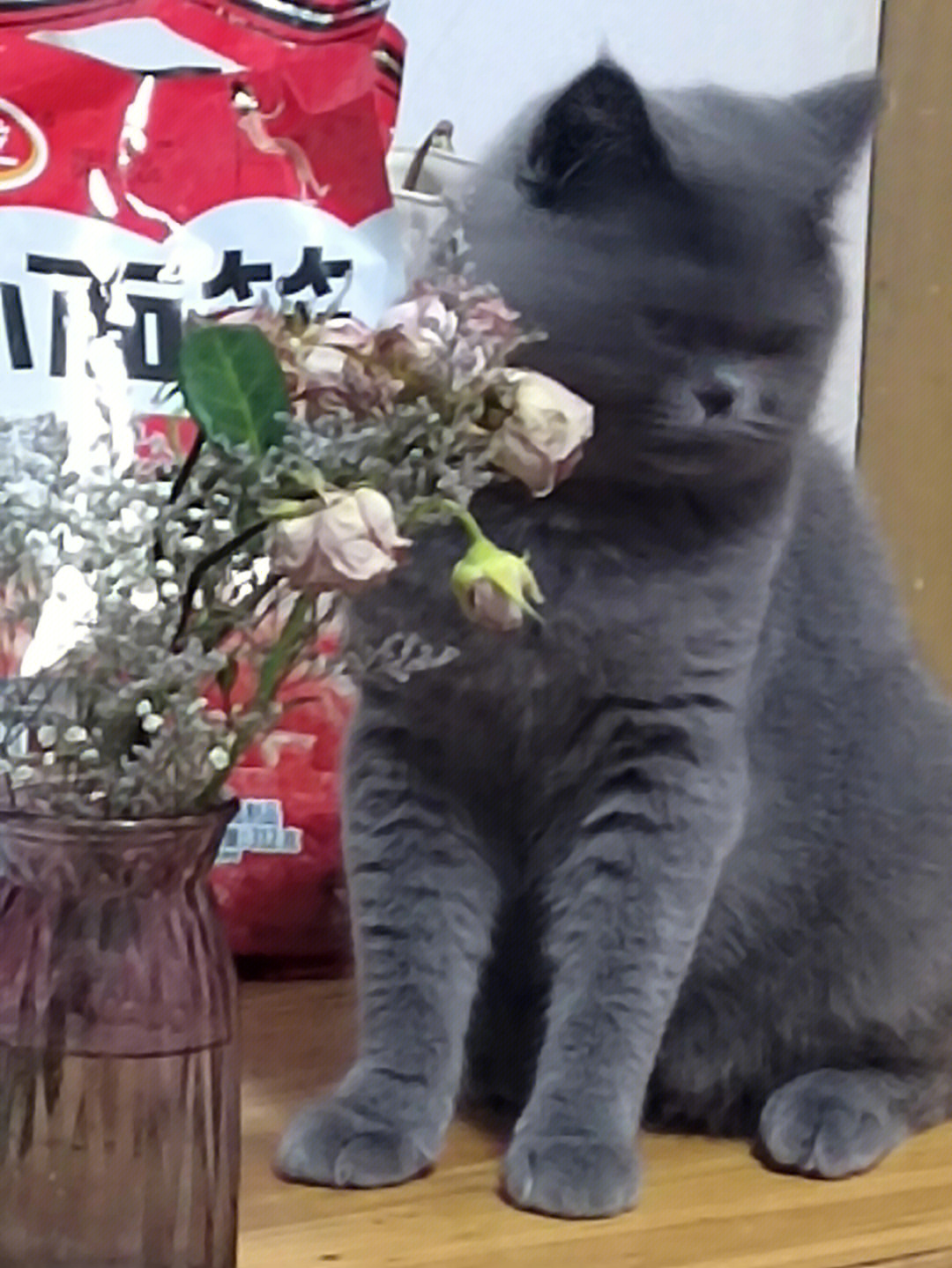 啊逮住一只对花花冲满好奇心的猫咪