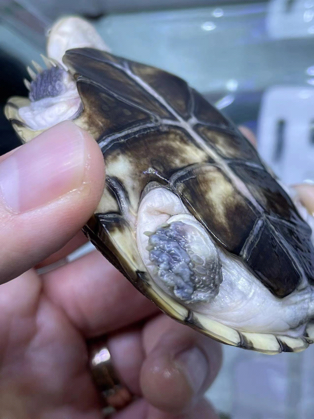 乌龟水霉病图片和蜕皮图片