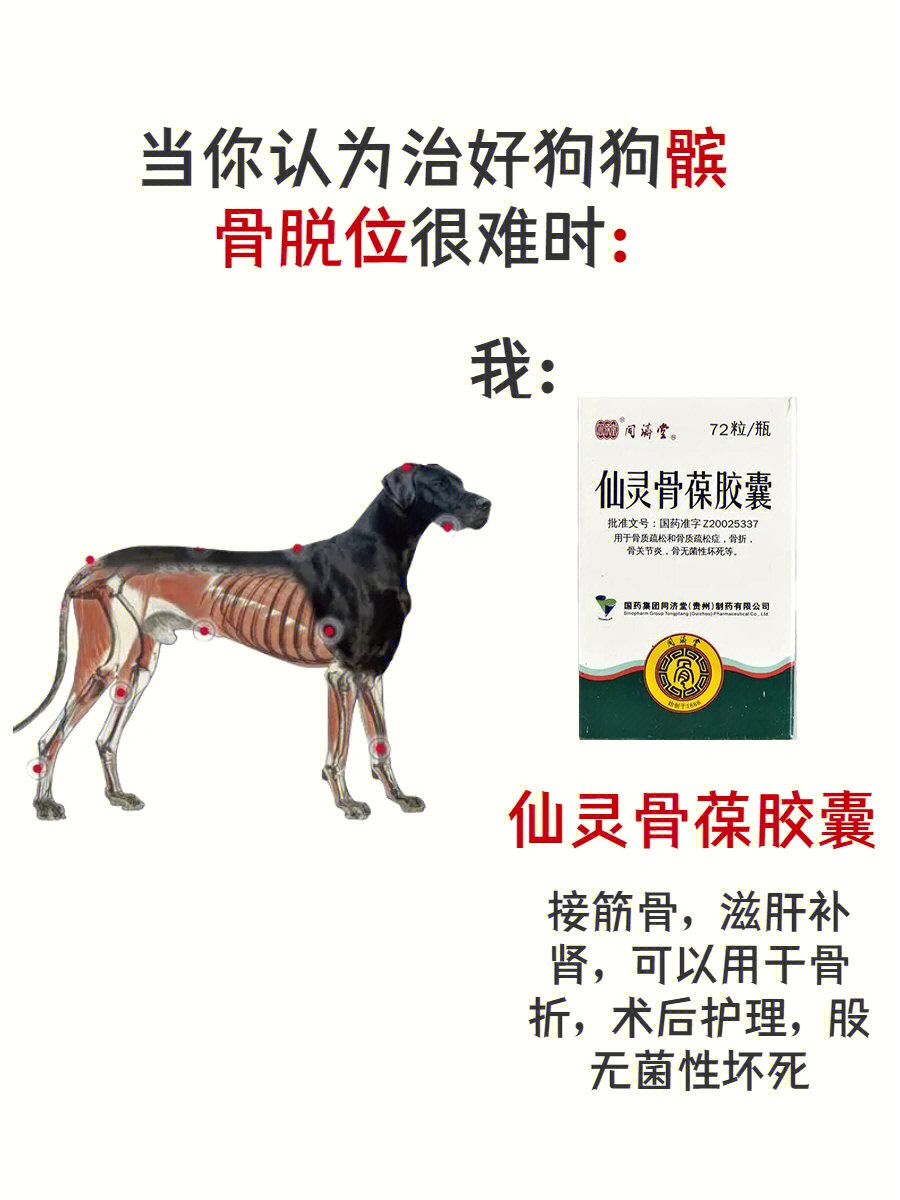 狗狗后腿髌骨外翻图片