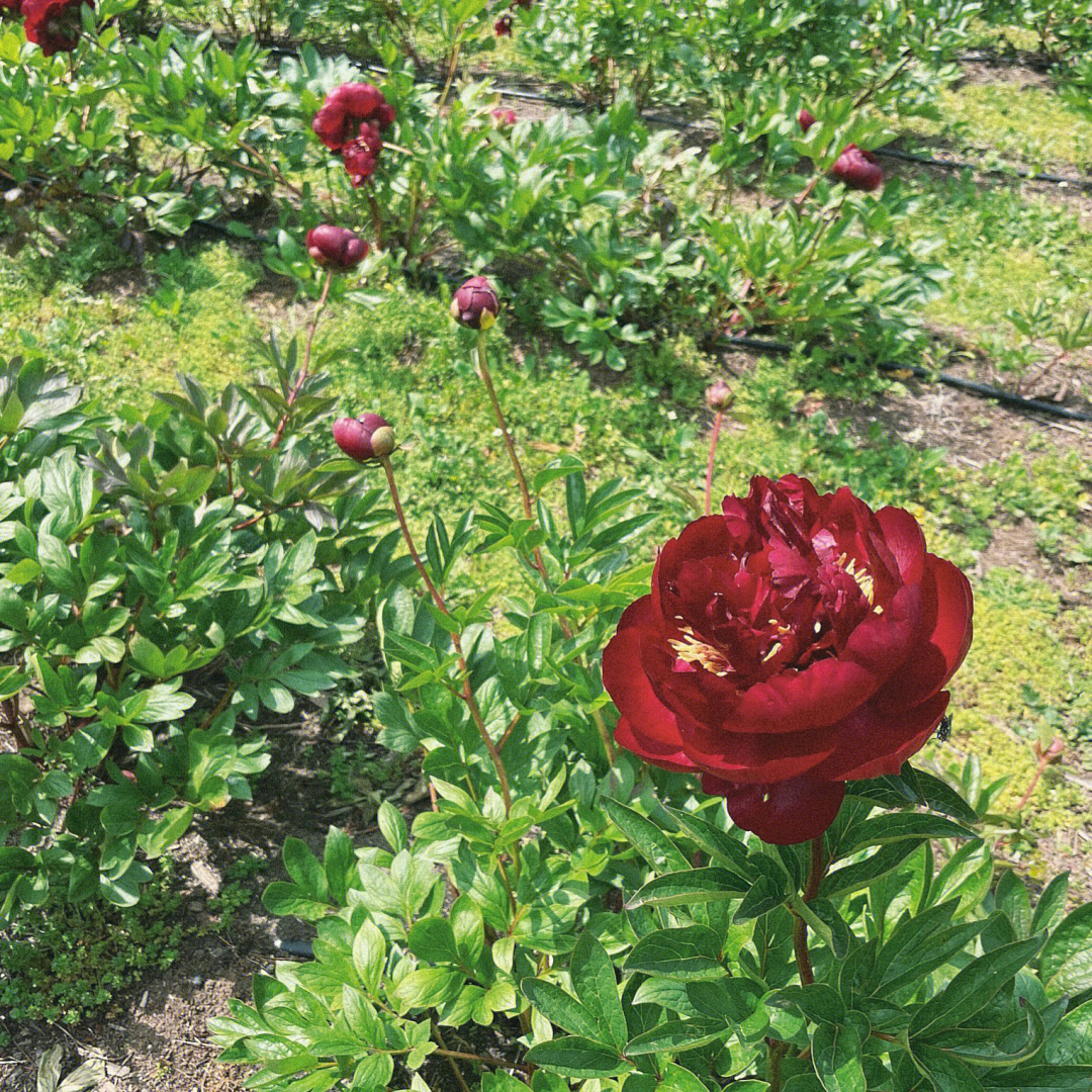 立夏三照看芍药romswoodpeonyfarm