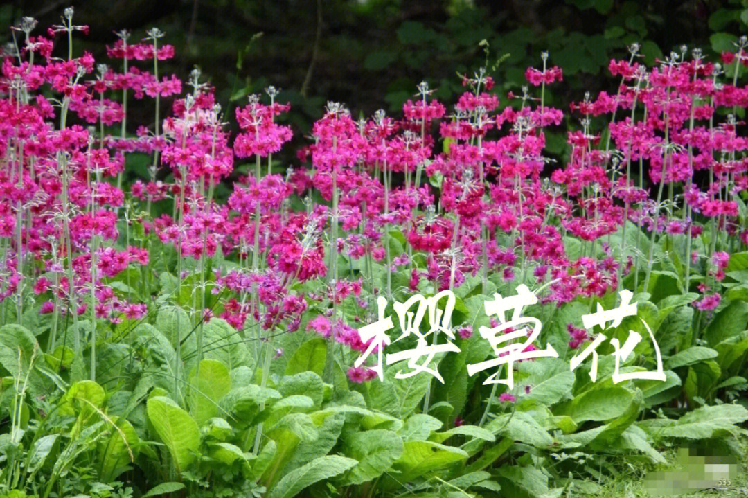 识花樱草花