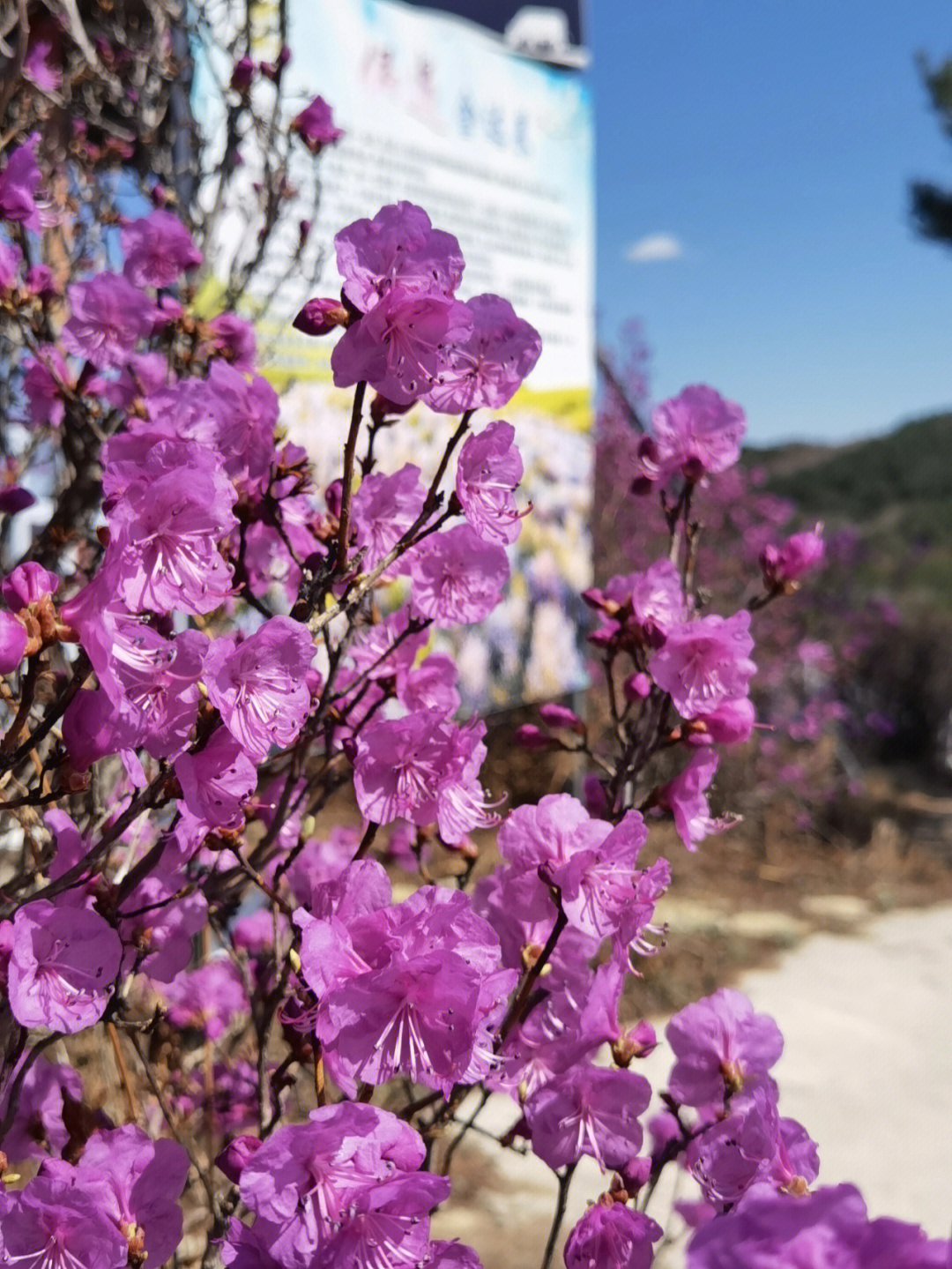 韩国国花金达莱图片图片